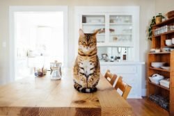 pet photography
