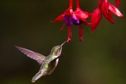 wild life photography