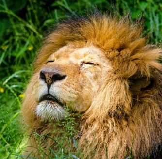 best canon lens for wildlife