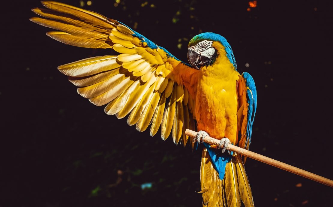 How to Take Pictures of Birds