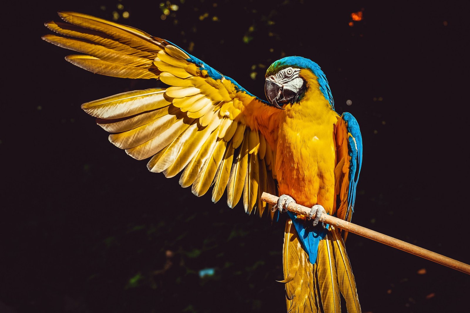 How to Take Pictures of Birds